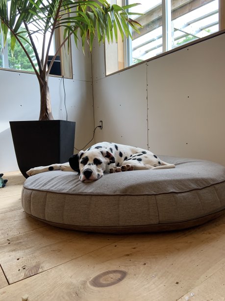 达尔马提亚狗休息图片下载