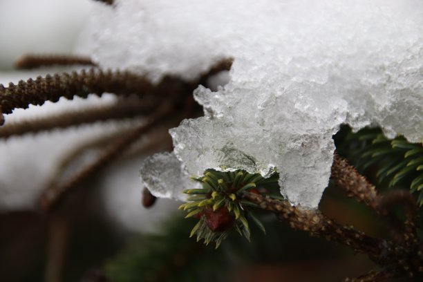 雪融化图片下载