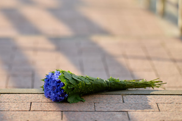 一束蓝色的矢车菊，包裹在绿色的叶子中，躺在路上图片下载