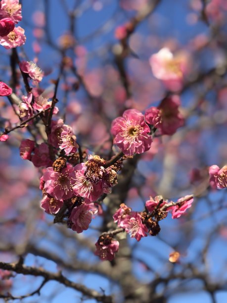日本东京的春天樱花盛开，城市设计，城市图片下载