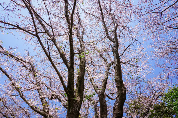 春天公园“神奈川县志盛公园”樱花盛开图片下载