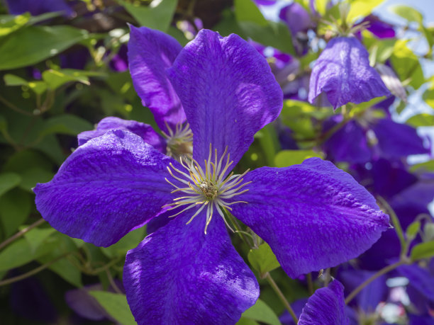 自然背景。一个蓝色铁线莲花的特写，与其他花和绿叶模糊的背景。图片下载