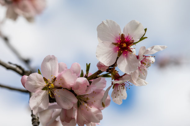 马德里一个公园里的杏花图片下载