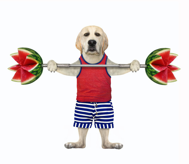 穿短裤的狗举起西瓜杠铃图片下载