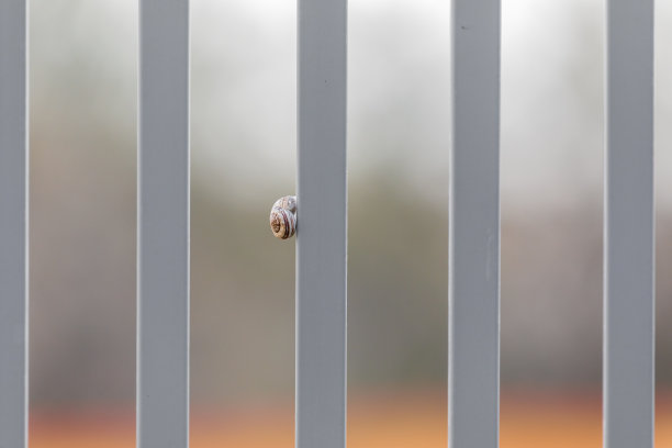 一只白色的蜗牛站在灰色的篱笆上图片下载