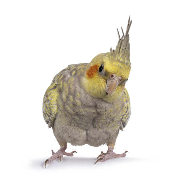 透明背景上的雌凤头鹦鹉图片下载