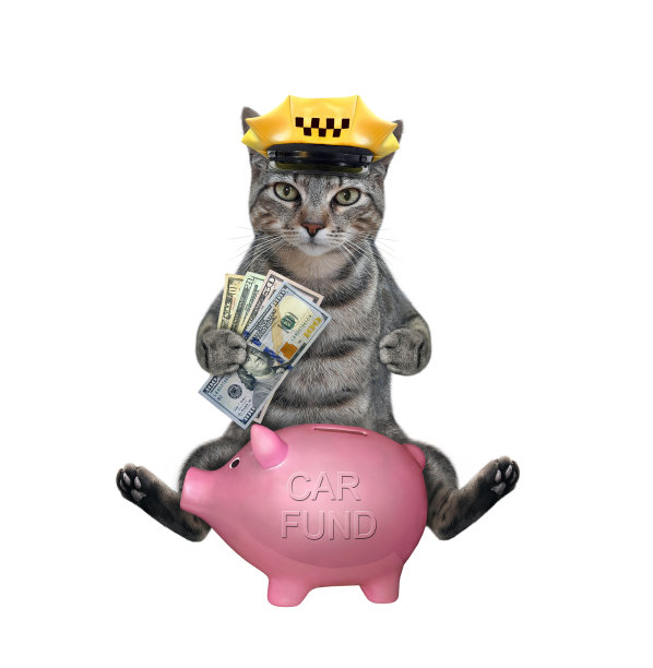 猫灰为买车攒钱图片下载