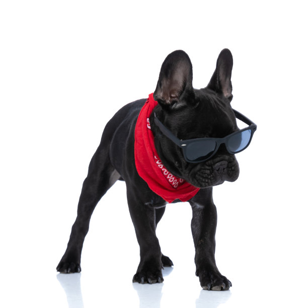很酷的法国斗牛犬，戴着红色的头巾和太阳镜图片下载