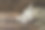 白色化妆瓶和滴管与白色的小花在木材背景。品牌模型的空白标签。图片下载