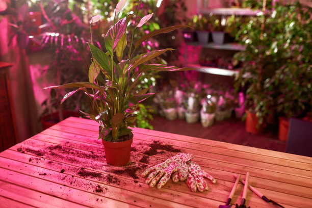 盆中盛开的红花立在桌上图片下载