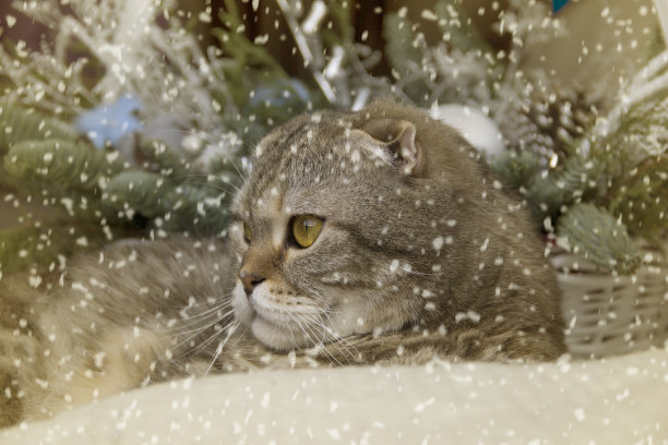 一只大猫的肖像在一个冬天的背景与雪。图片下载
