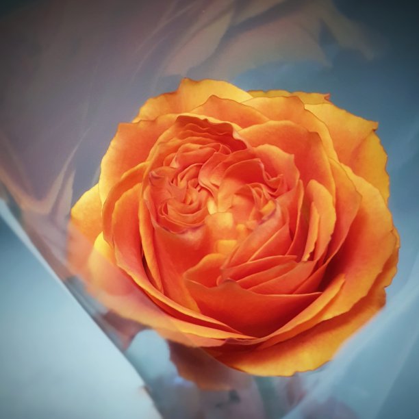 鲜红的玫瑰图片下载