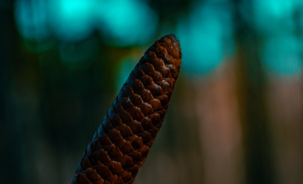 在探索我的城市附近的树林时，我发现了一些有趣的东西，并决定拍张照片。图片下载