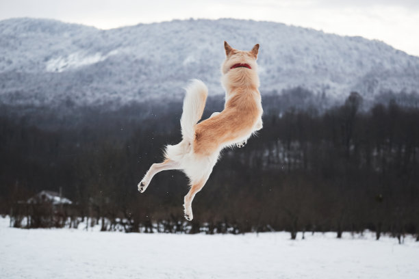 可爱的白色毛茸茸的红色项圈的宠物狗在冬天的雪公园散步。混血牧羊犬和哈士奇在美丽的雪山背景上跳得很高。图片下载