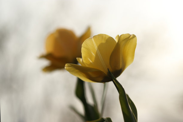 黄色的郁金香衬着绿色的树叶。黄色郁金香背景。郁金香字段。黄色郁金香。郁金香的背景。盛开的郁金香。图片下载