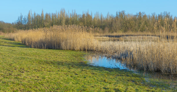 冬季日出时，在阳光照射下的湿地中，沿着湖边的芦苇图片下载