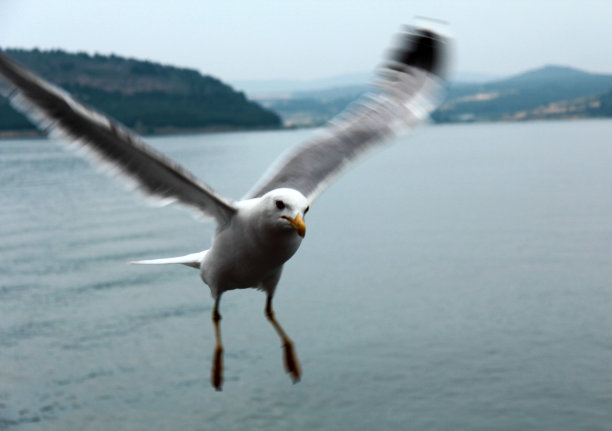 海鸥的脸图片下载