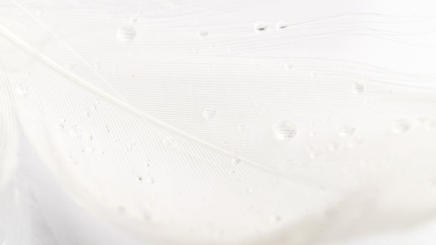 羽毛孤立。微距摄影中白色背景上的抽象鸟类羽毛纹理特写，柔焦。敏感性的概念对自然的反应。图片下载