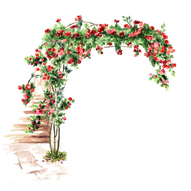 攀爬玫瑰拱门，手绘水彩插图孤立在白色背景图片下载