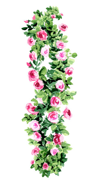 攀爬玫瑰垂直灌木，手绘水彩插图孤立在白色背景图片下载