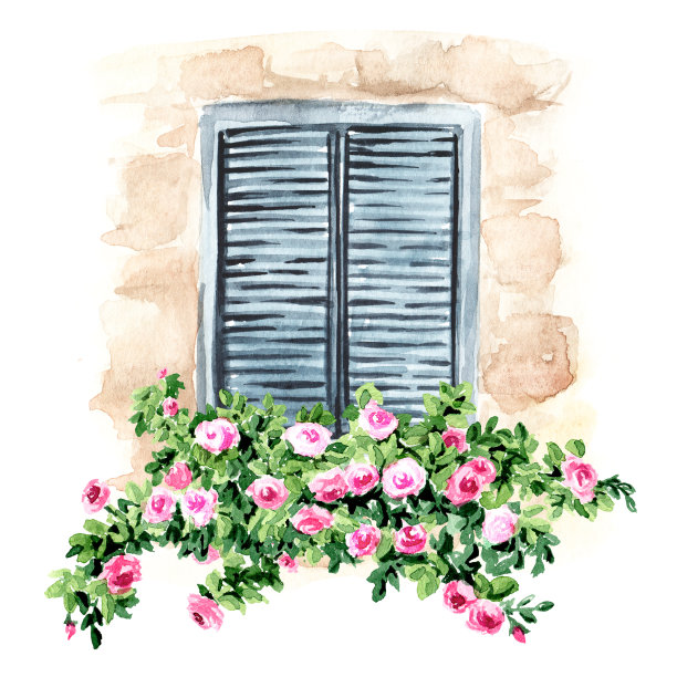 关窗野蔷薇。手绘水彩插图，孤立的白色背景图片下载