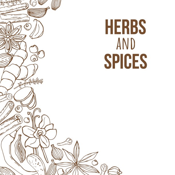 矢量背景与手工香草和香料。有机和新鲜香料插图。图片下载