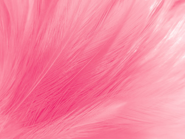 美丽抽象的浅粉色羽毛在白色的背景，白色的羽毛框架纹理在粉红色的图案和粉红色的背景，爱情主题墙纸和情人节，甜蜜的心婚礼图片下载