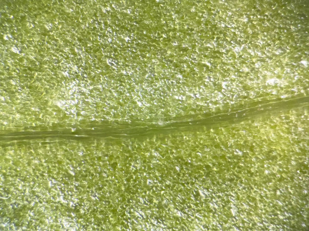 显微镜下的莴苣背面图片下载