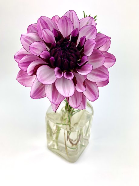 大丽花的花瓶图片下载