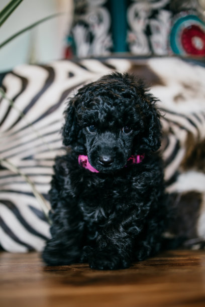 漂亮的迷你黑色狮子狗狗图片下载