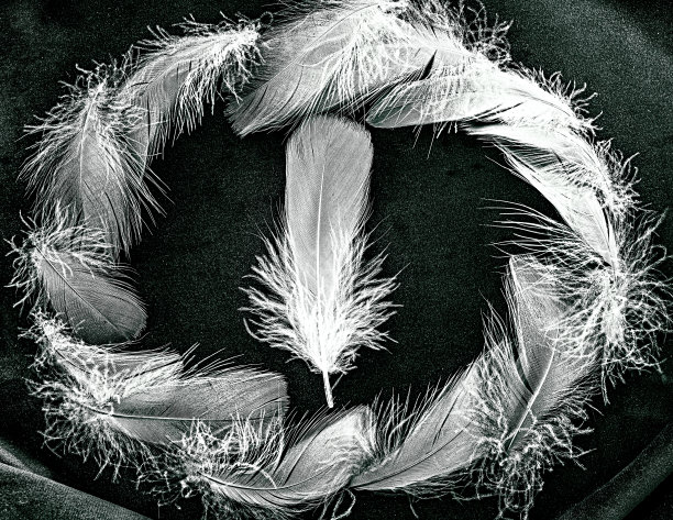 Topview概念的羽毛上的天鹅绒。舒适的单色组合图片下载