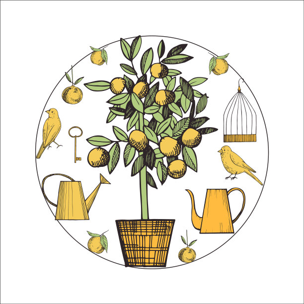 金丝雀和柑橘植物素描图片下载