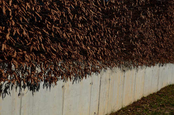 角木树篱在秋天切成一架，当叶子是暗棕色的落叶，直到春天。二月里，枝叶依然茂盛，只有新叶长出时才会凋零。混凝土栅栏图片下载