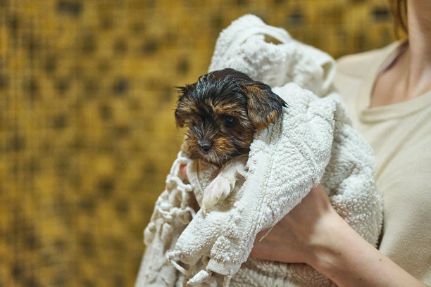 裹着毛巾的小狗。海狸约克洗后是湿毛巾干，为狗梳洗。关心和清洁宠物。图片下载