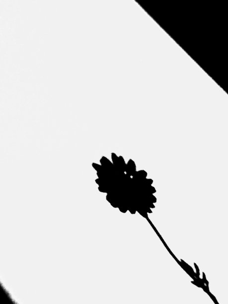 墙上雏菊的影子图片下载