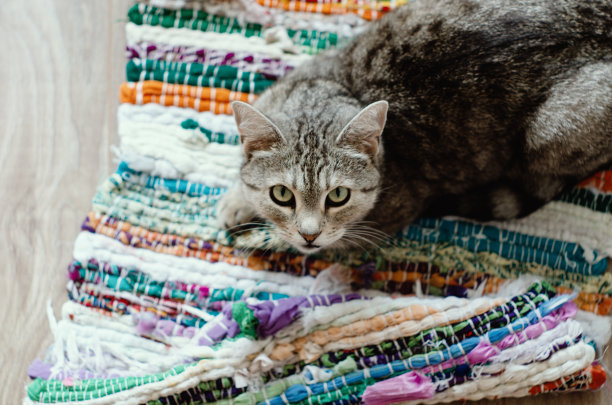 把猫放在明亮的地毯上图片下载