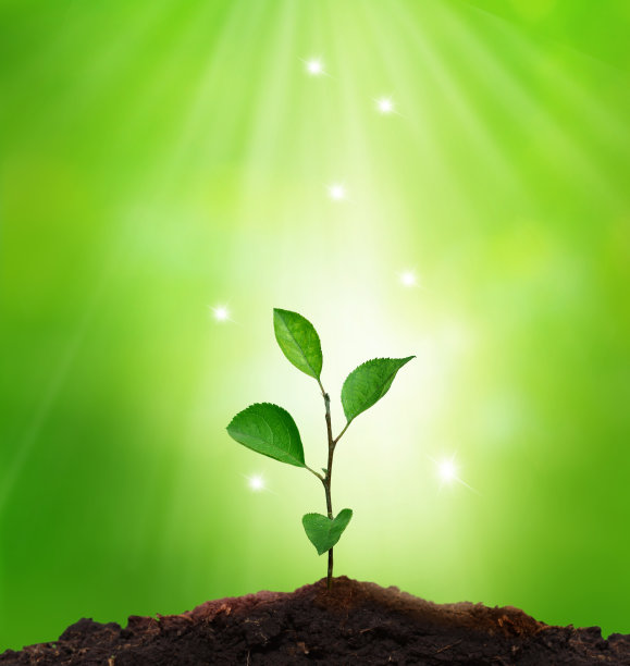 新的生活。环境的概念。在绿色背景中发芽。图片下载