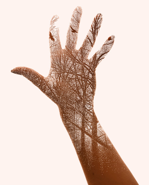 树木和飞鸟的多次曝光照片图片下载