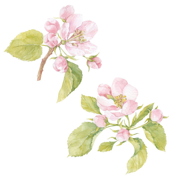苹果花的水彩画孤立在白色。孤立的花卉元素。适合贺卡，请柬，纺织品设计，印刷。图片下载
