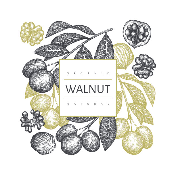 手绘草图核桃图案模板有机图片下载