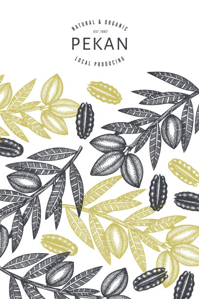 手绘山核桃树枝和果仁设计图片下载