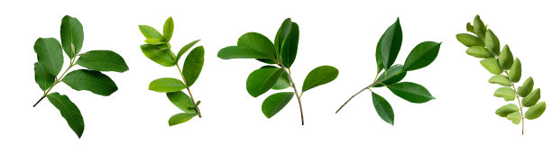 一套绿色的怪物，棕榈，香蕉和热带植物的叶子在白色的背景为设计元素，平铺图片下载