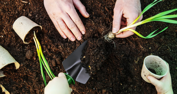 孩子和爸爸正在花园里种花。有选择性的重点。图片下载