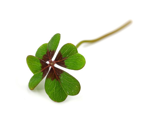 幸运三叶草，四叶酢浆草，孤立在白色背景上，象征好运图片下载