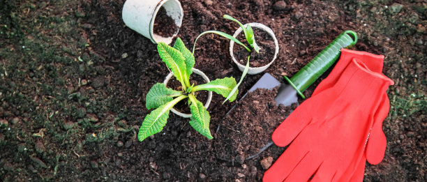 土地和园艺用品。花园。有选择性的重点图片下载