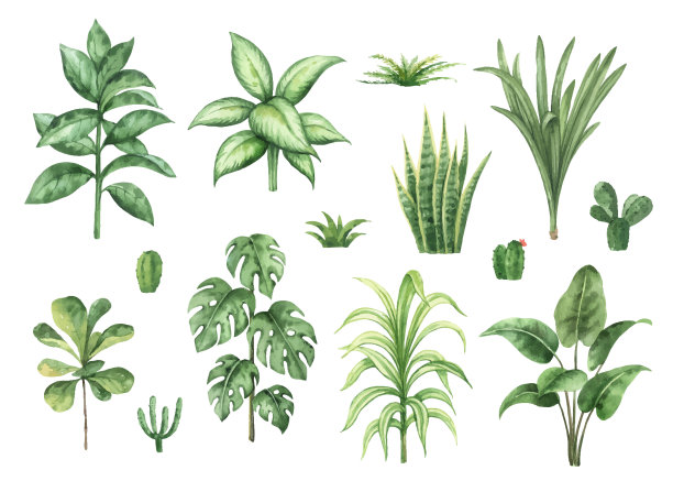 水彩向量集与家植物隔离在白色背景。
手绘插图装饰，文具，明信片，包装，邀请，厨房和园艺。图片下载