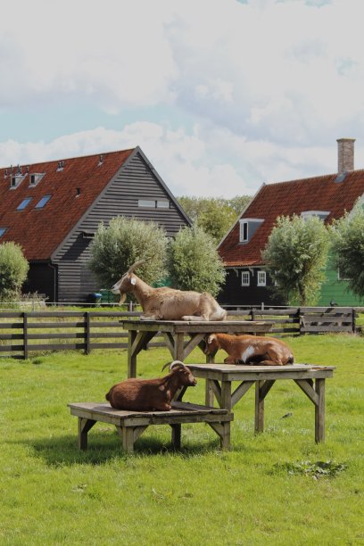 赞斯·尚斯图片下载