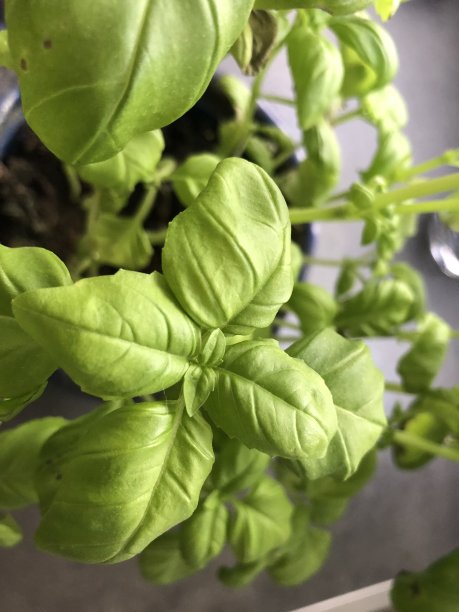 鲜绿的罗勒图片下载