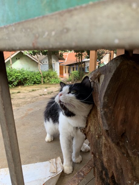 情绪化的猫图片下载