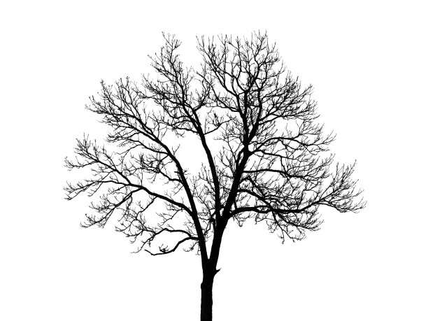 白色背景中孤立的光秃秃的树的形状图片下载